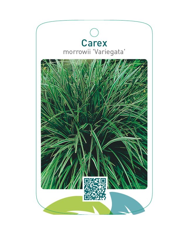 Carex morrowii 'Variegata'