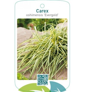 Carex oshimensis 'Evergold'