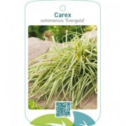 Carex oshimensis 'Evergold'