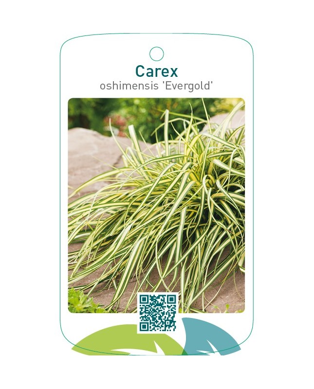 Carex oshimensis 'Evergold'