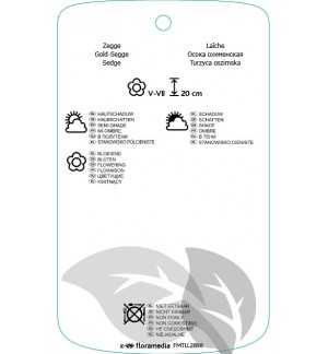 Etichette di Carex oshimensis 'Evergold' *