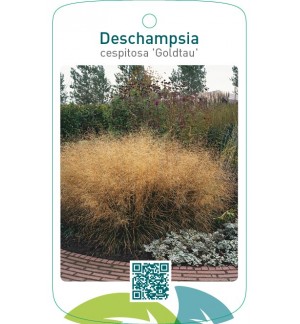 Descampsia cespitosa 'Goldtau'