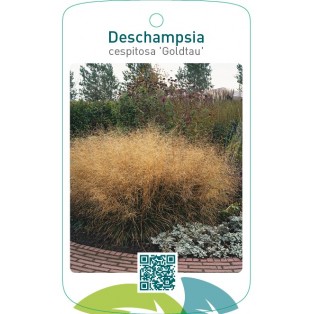 Descampsia cespitosa 'Goldtau'