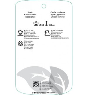 Etichette di discampsia cespitosa 'Goldtau' *