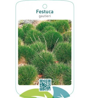 Festuca gauteri