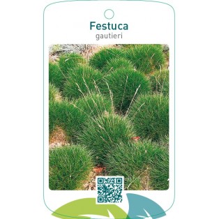 Festuca gauteri