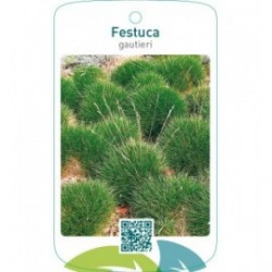 Festuca gauteri