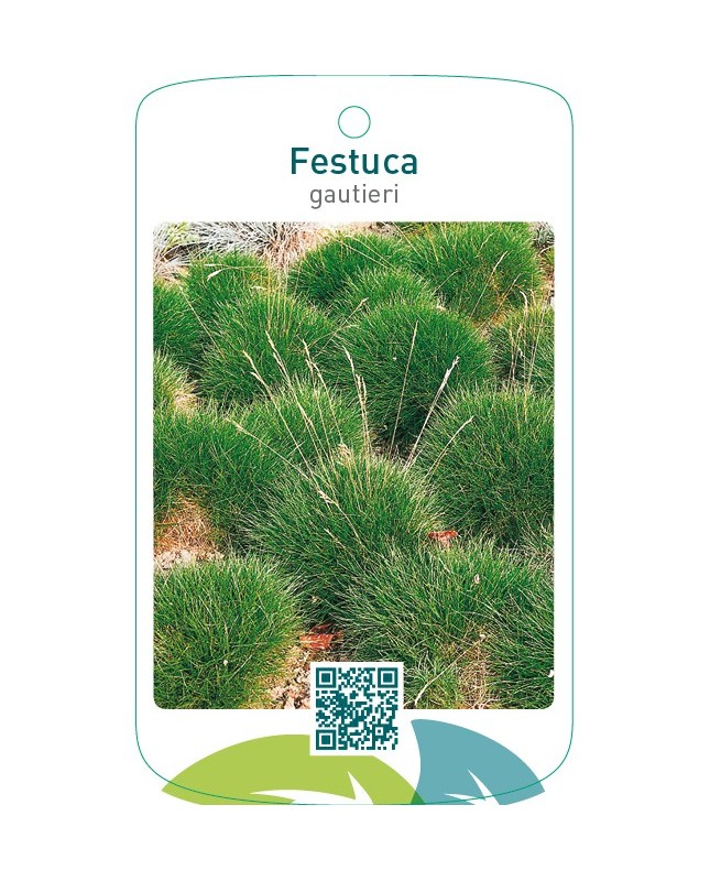 Festuca gauteri