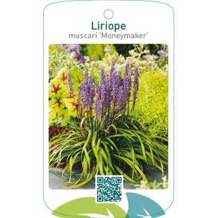 Liriope muscari 'Moneymaker'