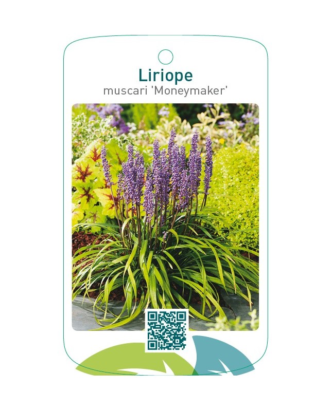 Liriope muscari 'Moneymaker'