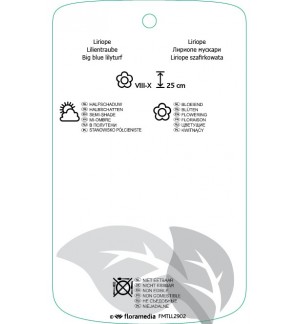 Etichette di Liriope muscari 'Moneymaker' *