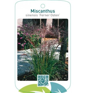 Miscanthus sinensis 'Ferner Osten'