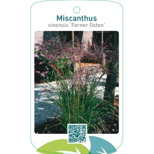 Miscanthus sinensis 'Ferner Osten'