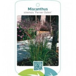 Miscanthus sinensis 'Ferner Osten'