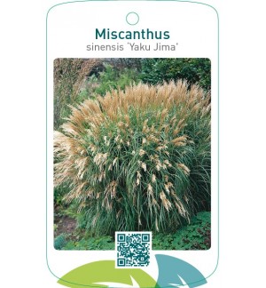 Miscanthus sinensis 'Yaku Jima'