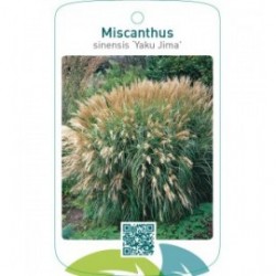Miscanthus sinensis 'Yaku Jima'