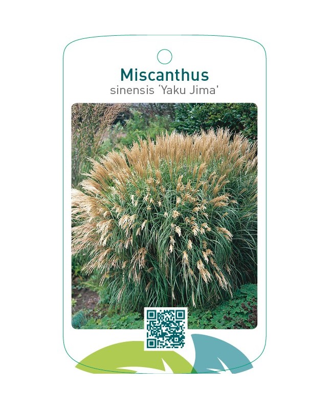 Miscanthus sinensis 'Yaku Jima'