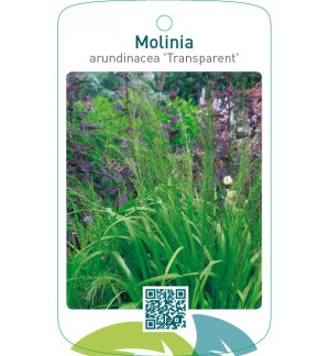Molinia arundinacea 'Transparent'