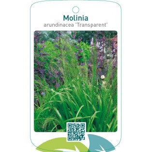 Molinia arundinacea 'Transparent'