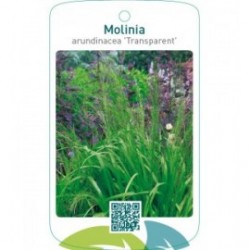 Molinia arundinacea 'Transparent'