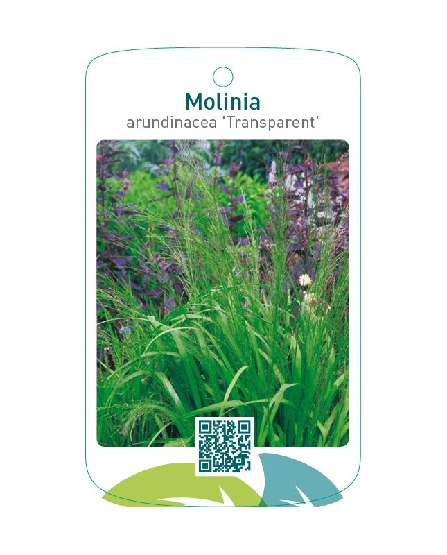 Molinia arundinacea 'Transparent'