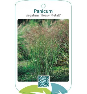 Panicum virgatum 'Heavy Metal'
