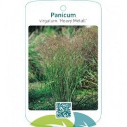 Panicum virgatum 'Heavy Metal'