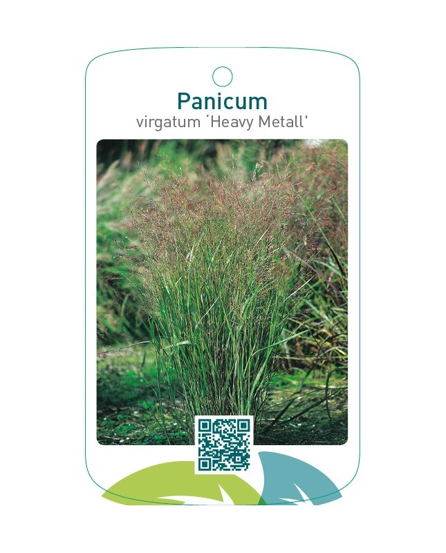 Panicum virgatum 'Heavy Metal'