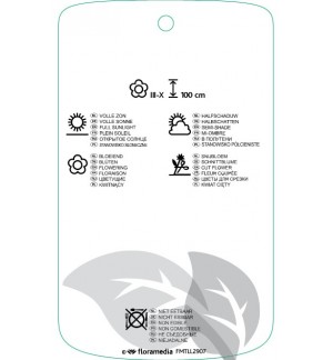 Etichette di Panicum virgatum 'Heavy Metal' *