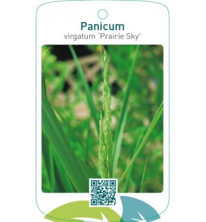 Panicum virgatum 'Prairy Sky'