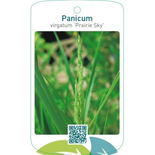 Panicum virgatum 'Prairy Sky'