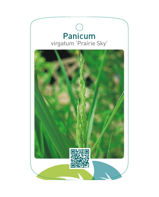 Panicum virgatum 'Prairy Sky'