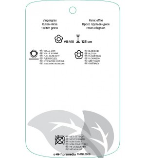 Etichette di Panicum virgatum 'Prairy Sky' *