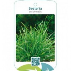 Sesleria autumnalis