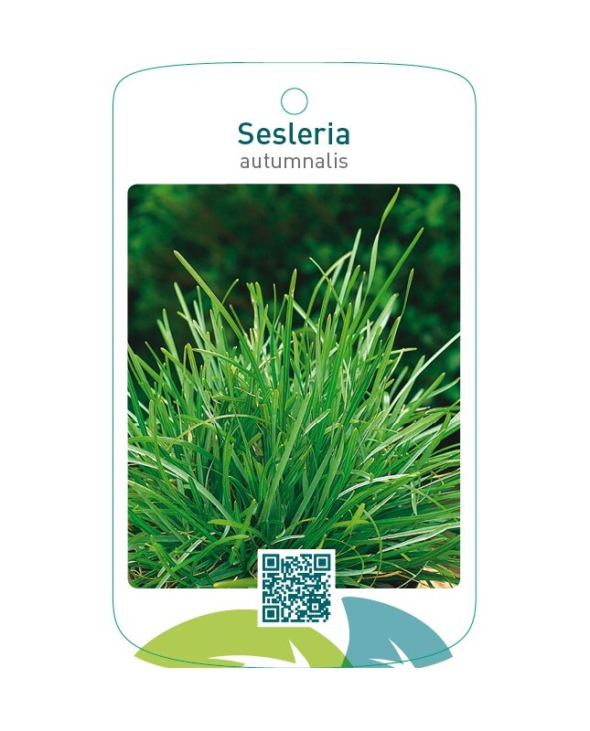 Sesleria autumnalis