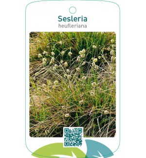 Sesleria heufleriana