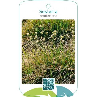 Sesleria heufleriana