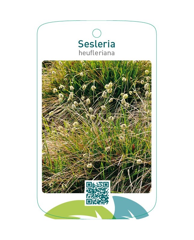 Sesleria heufleriana