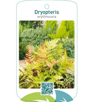 Dryopteris erythrosora