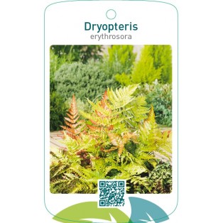 Dryopteris erythrosora