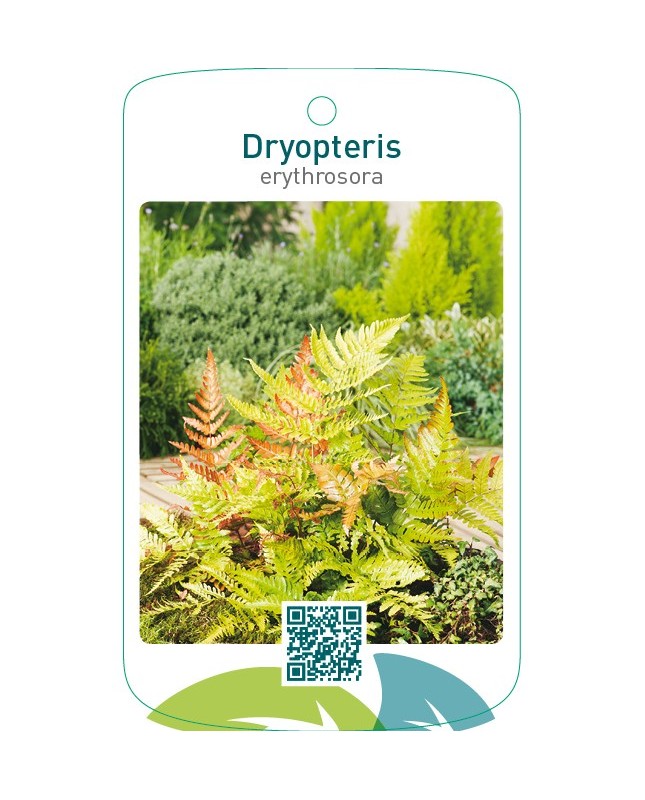 Dryopteris erythrosora