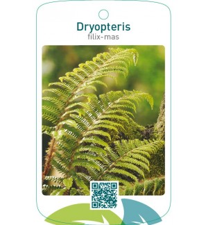 Dryopteris filix mas