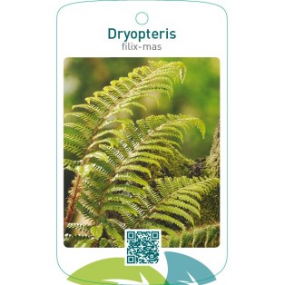 Dryopteris filix mas