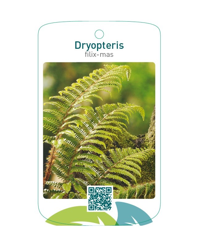Dryopteris filix mas