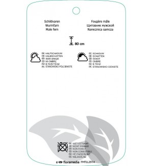 Etichette di Dryopteris filix mas *