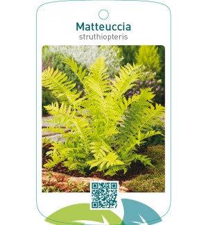 Matteuccia struthiopteris