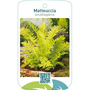 Matteuccia struthiopteris