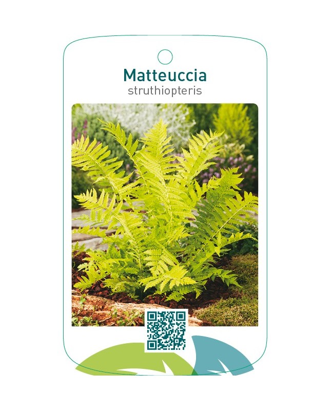 Matteuccia struthiopteris