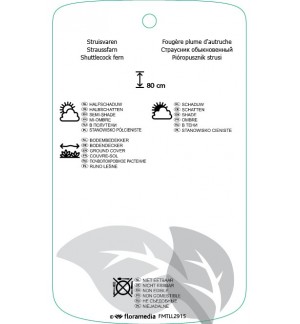 Etichette di Matteuccia struthiopteris *