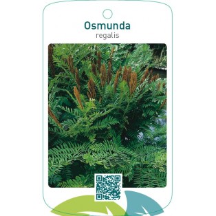 Osmunda regalis